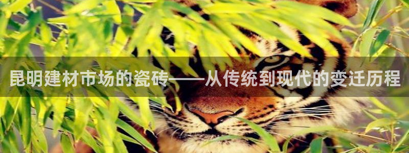 杏鑫招商总代